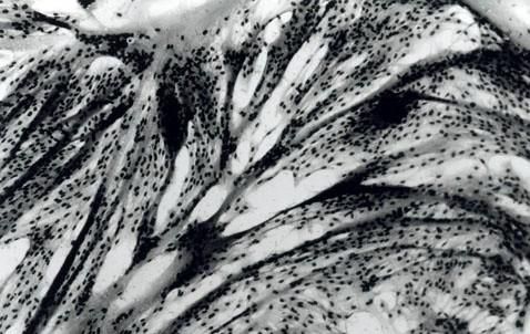 Вадим Романов - Что надо знать о мусорных экскретах