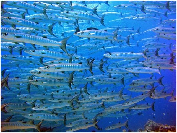 Владимир Коркош - Этот загадочный подводный мир