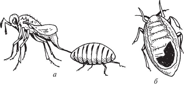 Сергей Кашин - Защита от болезней и вредителей сада и огорода. Эффективная...