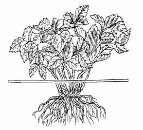 Владимир Щекин - Земляника на вашем участке