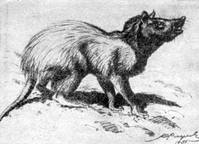 Анатолий Рождественский - На поиски динозавров в Гоби