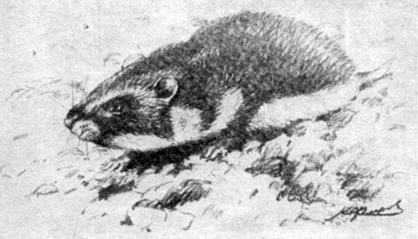 Анатолий Рождественский - На поиски динозавров в Гоби