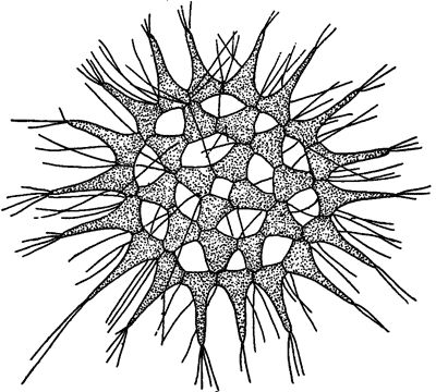 Александр Цингер - Занимательная ботаника