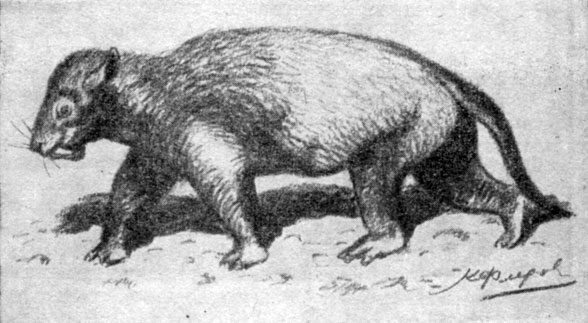 Анатолий Рождественский - На поиски динозавров в Гоби