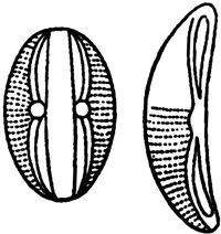 Александр Цингер - Занимательная ботаника