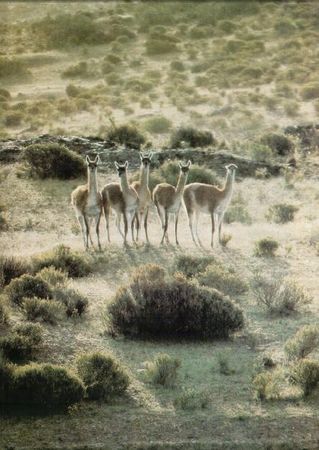 Жак-Ив Кусто, И. Паккале - Жизнь на краю земли