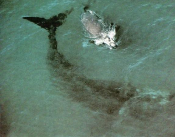 Жак-Ив Кусто, И. Паккале - Жизнь на краю земли