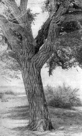 Анатолий Рождественский - На поиски динозавров в Гоби