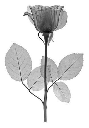 Ника Соболева - Избранное. Стихотворения