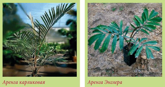 Мария Згурская - Пальмы