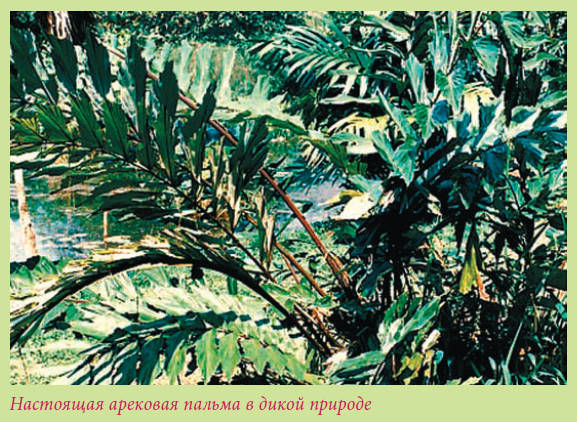 Мария Згурская - Пальмы