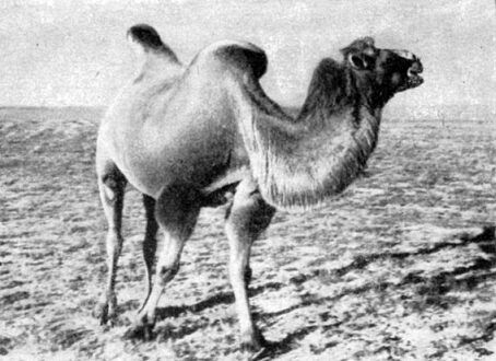 Анатолий Рождественский - На поиски динозавров в Гоби