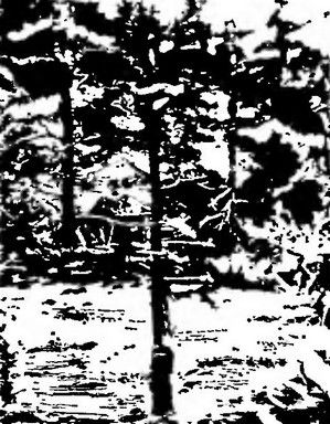 Иннокентий Козлов - Великий путешественник: Жизнь и деятельность Н. М....