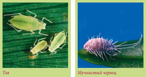 Мария Згурская - Пальмы