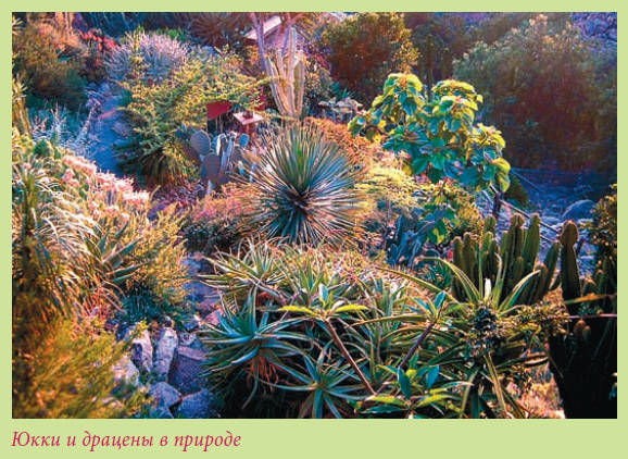 Мария Згурская - Пальмы