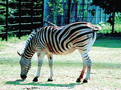 Мария Сигалова, Екатерина Печенихина - Бразилия