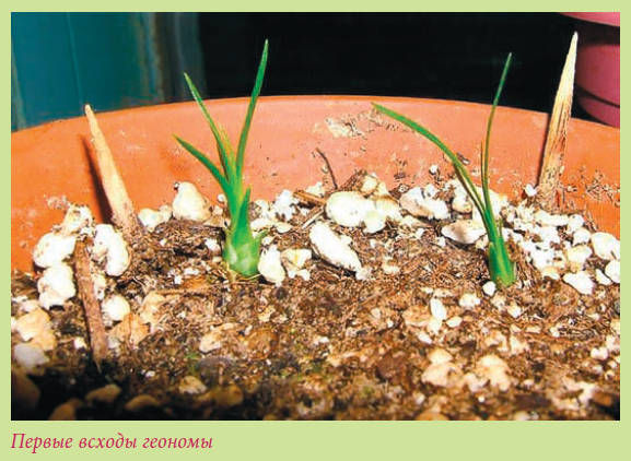 Мария Згурская - Пальмы