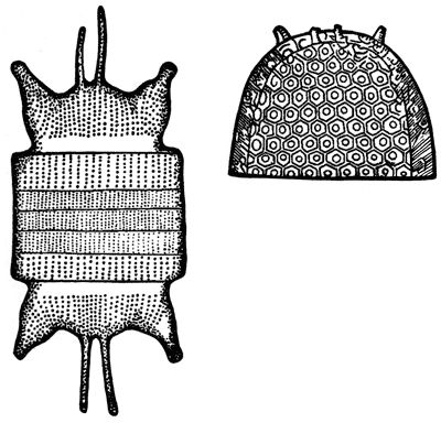 Александр Цингер - Занимательная ботаника