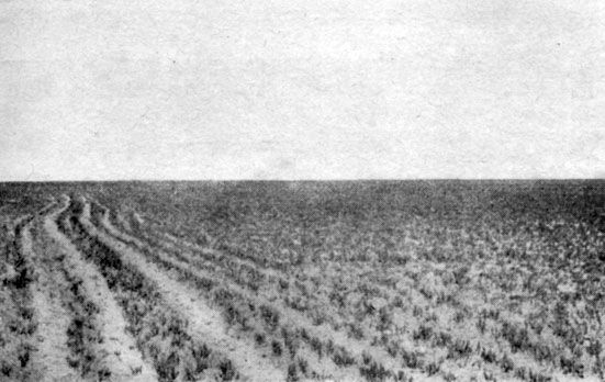 Анатолий Рождественский - На поиски динозавров в Гоби