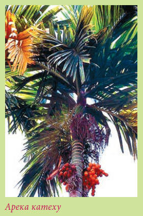 Мария Згурская - Пальмы