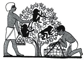 Джон Уайт - Боги и люди Древнего Египта