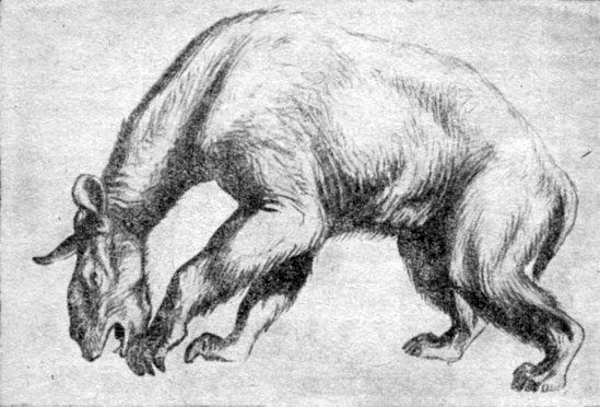 Анатолий Рождественский - На поиски динозавров в Гоби