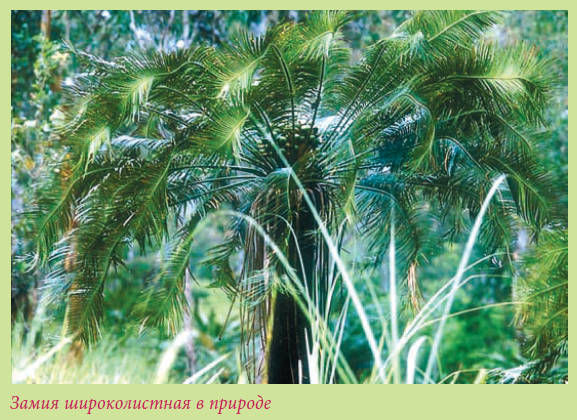 Мария Згурская - Пальмы