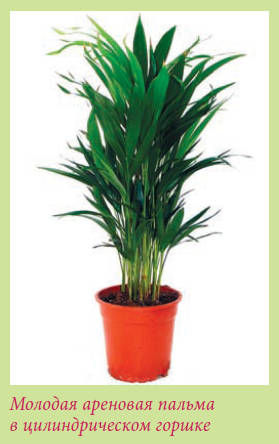 Мария Згурская - Пальмы