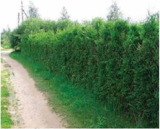 Алексей Казарин - Рабочий календарь дачника, или Рабочие будни на даче