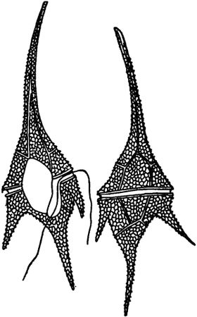 Александр Цингер - Занимательная ботаника