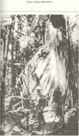 Хеймиш Макиннинс - Восхождение в затерянный мир