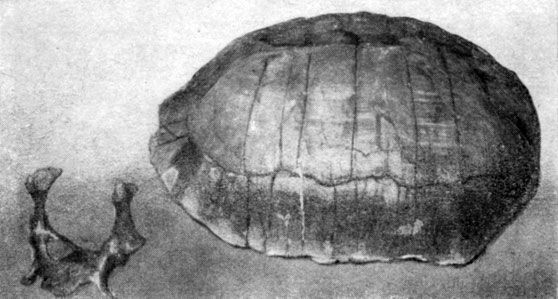 Анатолий Рождественский - На поиски динозавров в Гоби