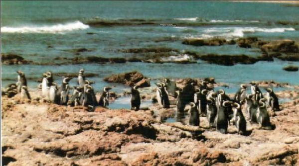 Жак-Ив Кусто, И. Паккале - Жизнь на краю земли