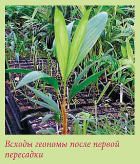 Мария Згурская - Пальмы