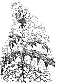 Александр Бутягин, Дмитрий Чистов - Приключения Фаргала, любимца богов