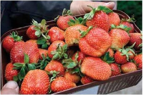 Алексей Казарин - Рабочий календарь дачника, или Рабочие будни на даче