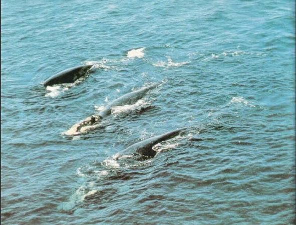 Жак-Ив Кусто, И. Паккале - Жизнь на краю земли