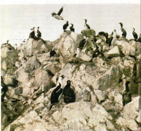 Жак-Ив Кусто, И. Паккале - Жизнь на краю земли