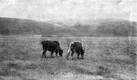 Анатолий Рождественский - На поиски динозавров в Гоби