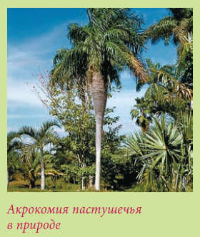 Мария Згурская - Пальмы