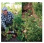 Рабочий календарь дачника, или Рабочие...