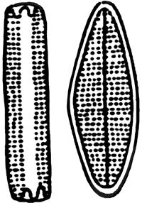 Александр Цингер - Занимательная ботаника