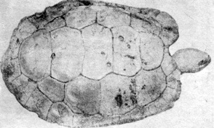Анатолий Рождественский - На поиски динозавров в Гоби