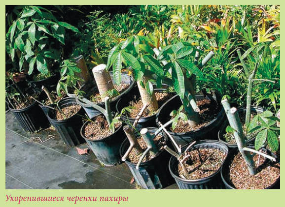 Мария Згурская - Пальмы