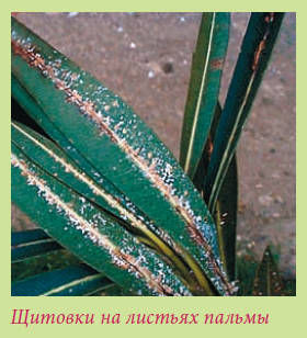 Мария Згурская - Пальмы