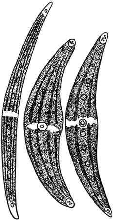 Александр Цингер - Занимательная ботаника