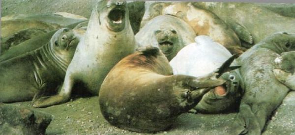 Жак-Ив Кусто, И. Паккале - Жизнь на краю земли