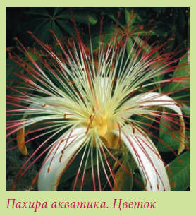 Мария Згурская - Пальмы