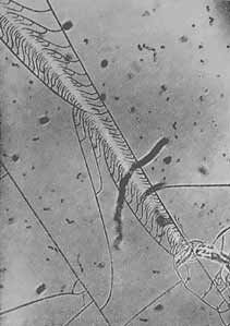 Джеймс Гордон - Почему мы не проваливаемся сквозь пол