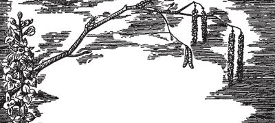 Александр Цингер - Занимательная ботаника